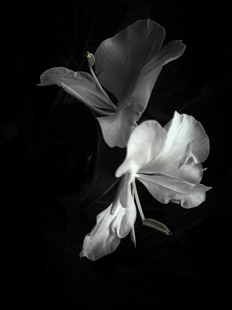 White and Yellow Flower in Black Background